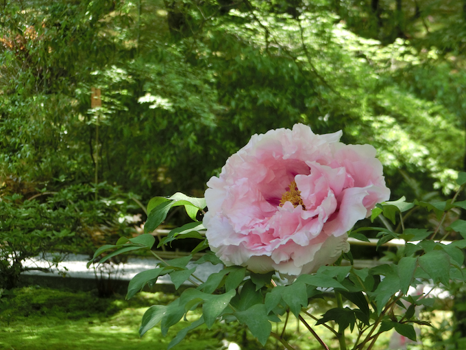 庭に咲く花